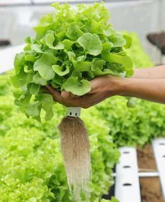 Photo: Southern Cross Hydroponics Photo: Southern Cross Hydroponics